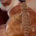 Novagecko y su gato