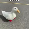 Pick up a duck, be happy