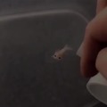 Take the Axolotl pill... So cute!