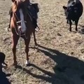 Horse protecting cowboy