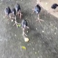 commented item thumbnail