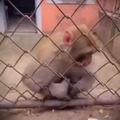 monkey is sick of you