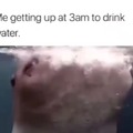 Whale shark take big gulp