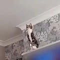 gato helicoptero