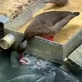 pato alimentando a los peces