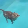gato flotador