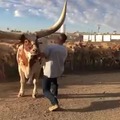 Now THAT's a bull!