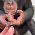 Chimpancé conoce a novagecko