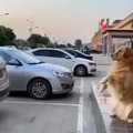 El perro aparca coches / el perro gorrilla