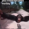 Monkey friend!