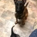 Doggo teaching a youngster to act on the word "sit"