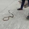 It's just a snake