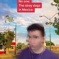 Stray dogs in Mexico