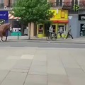 Straight horses