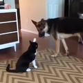Cat tries to be though but then suddenly his heart melted
