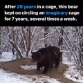 Bear with PTSD