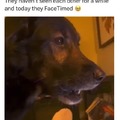 Esses cachorros não se viram por um tempo e hoje fizeram uma chamada de vídeo pelo FaceTime