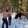 Bear helping