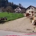 No hay meme. Vean a estas vacas tocar pasto por primera vez despues de un largo invierno