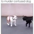 Goat tries to look aggressive towards a dog