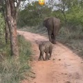 It is so cute until the mother elephant do the same thing..