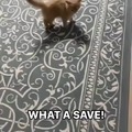 Cat save