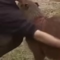 a brief documentary about capybaras
