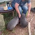 Wombat lady