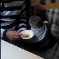 Un gatito tomando sopinha