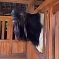 Damascus goat comes from Hell
