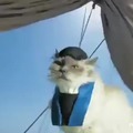 Cute cat video part 1