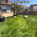 commented item thumbnail