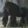 Gorilla dad likes to steal his babies