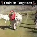 Dagestan strong