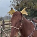 Horse pretends to be AI-generated