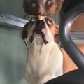 perro totalmente rayado con su reflejo