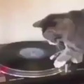 El gato músico no existe. El gato músico