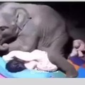 Baby elephant tries to sleep with caretaker...