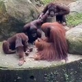 orangutan teaching how to break coconut