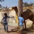 When the camel smokes you.