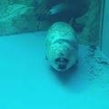 Seal boop.mb4