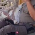 Aww... Sleepy albino reindeer