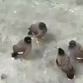 Pájaros echandose un parlao