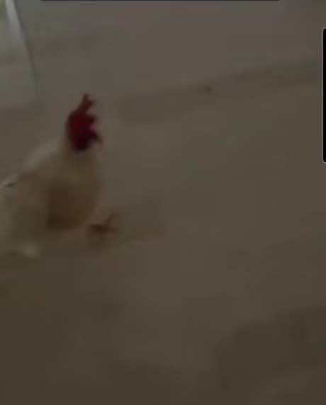 gallo despertador