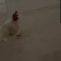 gallo despertador