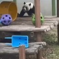 Panda chaos