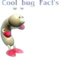 Datos curiosos sobre insectos!!