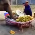 Elefante épico comiendo frutita