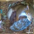 Mommy squirrel taking a nap while feeding offspring