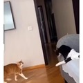 Cat don't give a f